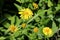Yellow doronicum in different phases of growth