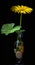 Yellow doronicum flower in a vase. Photo on a black background