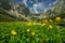 Yellow Doronicum flowers in Mala Studena Dolina valley in High Tatras