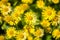 Yellow Doronicum flowers - a perennial herb of the aster family