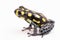 Yellow dotted poison dart or arrow frog, Ranitomeya vanzolinii
