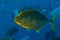 Yellow-dotted trevally (Carangoides fulvoguttatus)