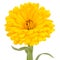 Yellow Double Calendula Flower on White Background