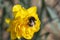 This yellow double daffodil is visited by a large bumblebee