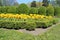 Yellow double tulips and boxwood in the garden