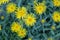 Yellow Downy Elecampane (Inula hirta) in a garden in Goettingen , Germany