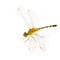 Yellow dragonfly