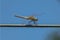 Yellow dragonfly against a blue sky background