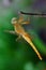 A yellow dragonfly on a dry branch