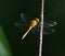 Yellow dragonfly lands on blade of grass