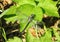 Yellow dragonfly on leaf, Lithuania