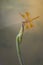 A yellow dragonfly perched on top of a plant