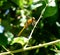 A yellow dragonfly rest on the tree branch