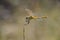 Yellow dragonfly sitting on thin grass