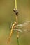 Yellow dragonfly spread its wings on the branches.