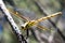 Yellow Dragonfly on Stick