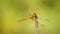 Yellow dragonfly on a twig