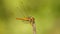 Yellow dragonfly on a twig