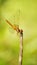 Yellow dragonfly on a twig