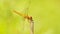 Yellow dragonfly on a twig