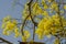 Yellow dress under yellow spring flowering Laburnum tree Dhar Madhya Pradesh