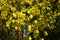 Yellow dress under yellow spring flowering Laburnum tree Dhar Madhya Pradesh