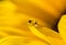 Yellow droplet