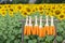 Yellow dry corns tied on wood with sunflower field