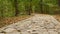 Yellow dry fall leaves, walkway path in forest. Pathway in autumn maple park.