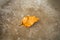 A yellow dry fallen leaf froze in the ice on the asphalt. The first autumn frosts, October, November. Leaf frozen in the ice