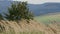 Yellow dry grass in autumn wind, defocusing shot with very shallow depth of field, slow motion