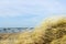 Yellow dry grass bent in the wind against the background of the Baltic Sea, coastal dunes in winter