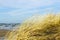Yellow dry grass bent in the wind against the background of the Baltic Sea, coastal dunes in winter