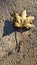 Yellow dry maple leaf on textured road surface with clear shadow