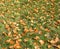 yellow dry oak leaves lying on the green grass