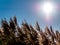 Yellow dry reeds against the blue sky on a sunny day