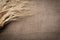 Yellow dry spikelets of wheat on burlap. Place for text. Still life close up. Top view