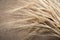 Yellow dry spikelets of wheat on burlap. Place for text. Still life close up. Top view