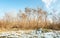 Yellow dry trees in the forest with snow on the grass and clear blue sky above in the winter season nature concept