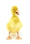 Yellow duck