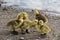 Yellow Duck Chicks