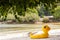 Yellow Duck swim tube on the beach Inflatable duck.Fantasy Swim