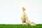 A yellow duck and two chickens. Easter with pets. Homemade chicken for the farm. Domestic and wild birds. Little friends