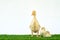 A yellow duck and two chickens. Easter with pets. Homemade chicken for the farm. Domestic and wild birds. Little friends