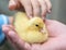A yellow duckling in the caring hands of a breeder.