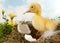 Yellow duckling and flowers