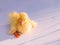 Yellow duckling on white background