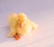 Yellow duckling on white background