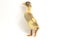 Yellow ducklings indian runner duck isolated on a white