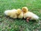 Yellow ducklings sleeping.